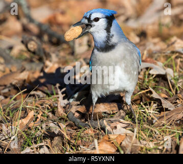 Blue Jay (Cyanocitta cristata) mit Erdnuss in seinem Schnabel, Nahaufnahme, Iowa, USA Stockfoto