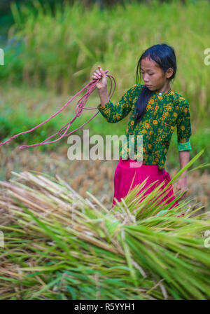 Vietnamesische Landwirt in einem Countrside in der Nähe von Ha Giang Vietnam Stockfoto