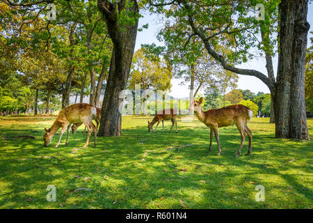 Sika Hirsche in Nara Park, Japan Stockfoto