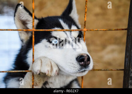 Husky Hund mit anderen Augen. Schwarz und weiß Husky. Braun und Stockfoto