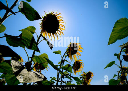 Ein Blick von Unten auf Blühende Sonnenblumen. Sonnenblumenfeld. Stockfoto