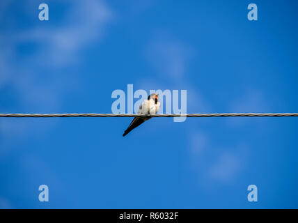 Schwalben auf den Drähten. Schwalben gegen den blauen Himmel. Die swallo Stockfoto