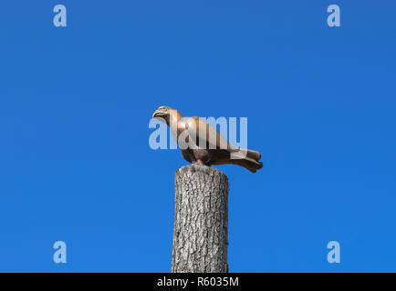 Figurine eines Falcon auf einem Baumstumpf gegen den blauen Himmel. Stockfoto