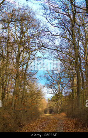 Ungarische Eiche und Straße Wald mit Sonnenuntergang Licht Stockfoto