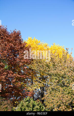 Treetops mit roten und gelben Laub vor blauem Himmel im Herbst an einem sonnigen Tag in der Steiermark Stockfoto
