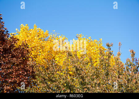 Treetops mit roten und gelben Laub vor blauem Himmel im Herbst an einem sonnigen Tag in der Steiermark Stockfoto