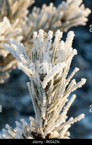 Schneeverwehungen im Winter Stockfoto