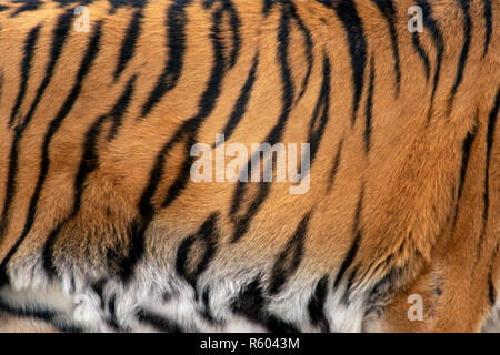 Closeup reale Tiger Hautstruktur. Tiger Fell Hintergrund Textur Hintergrund Stockfoto
