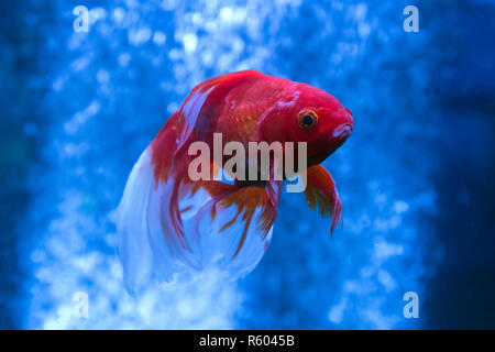 Gold Fische in einem Aquarium mit Blasen Stockfoto