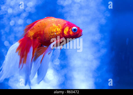 Gold Fische in einem Aquarium mit Blasen Stockfoto