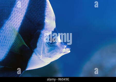 Schönen Maurischen idol Schwimmen im Aquarium Stockfoto