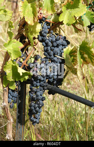 Wein trauben Reifen auf der Rebe in der Lake Chelan Wein Tal. Stockfoto