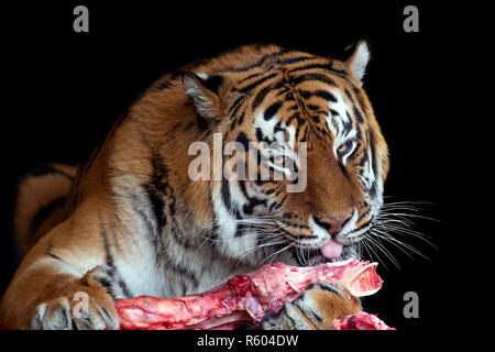 Schließen tiger essen Fleisch auf schwarzem Hintergrund Stockfoto