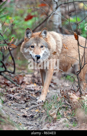 Timber Wolf im Herbst Wald Stockfoto