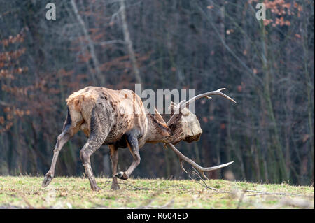 Rehe im Kampf gegen die Wurzel des Baums im Herbst Wald Stockfoto