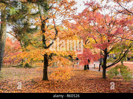 Herbst Farbe Blätter an tofukuji Temple in Kyoto, Japan Stockfoto