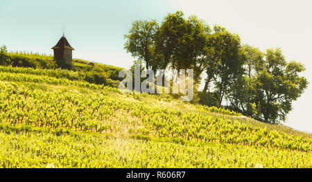 Weinberg von Saint-Emilion, Frankreich, in der Nähe von Bordeaux am Ende des Frühlings 2017 Stockfoto