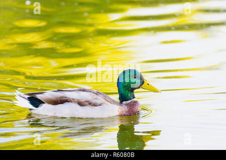 Anas platyrhynchos Stockfoto