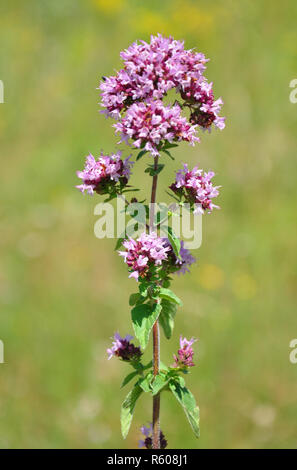 Echter dost (Origanum vulgare) Stockfoto