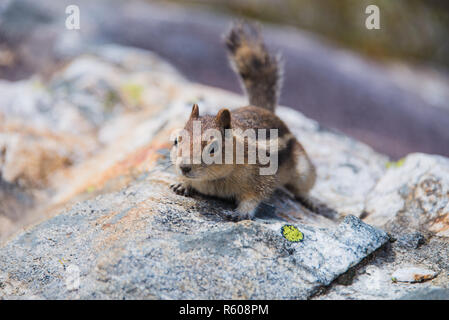 Streifenhörnchen Stockfoto