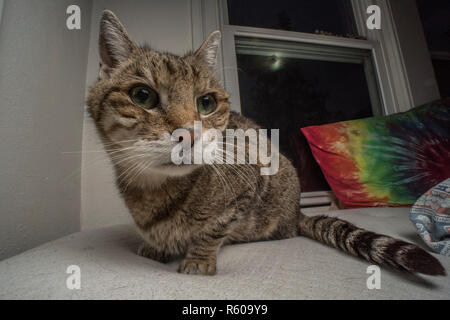 Ein tabby Foster Katze entspannt auf einem Bett von Windows umgeben. Stockfoto