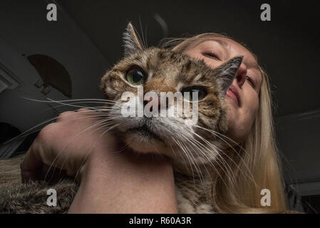 Ein Patient Katze stellt mit seinem Besitzer Obsession mit es als Eigentümer hält und drückt es. Die Katze schaut genervt. Stockfoto