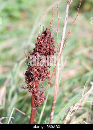 Braun tot getrocknete Blatt teil Nahaufnahme natur feld Pflanzen Stockfoto