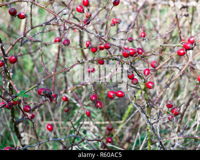 Mehrere Rote frische reife Hagebutten auf Ästen Herbst Früchte Beeren Stockfoto