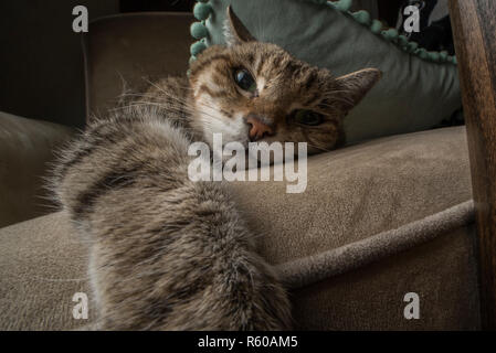 Eine Tabby-katze entspannt auf der Couch ohne Sorge in der Welt. Stockfoto