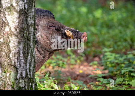 Visayan Warty Schwein in den Wald Stockfoto