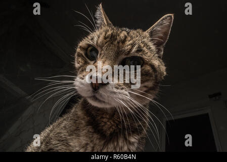 Eine Tabby-katze sieht bedrohlich, wenn sie von unten gesehen, vielleicht das letzte, was eine Maus überhaupt sieht. Stockfoto