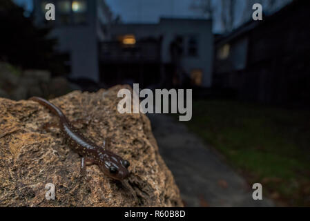 Eine salamander (Aneides Lugubris) verwaltet einen stark modifizierten Ökosystem zu überleben und können in den Gärten in den Vororten der Bay Area gefunden werden. Stockfoto