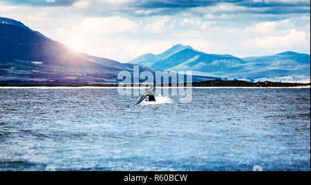 Whale tail Stockfoto