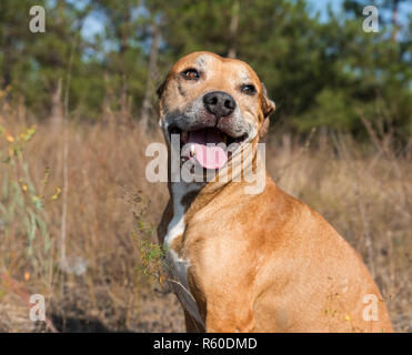 Portrait American Pit Bulls im Freien Stockfoto