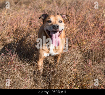 American Pit Bulls gehen auf die Natur Stockfoto