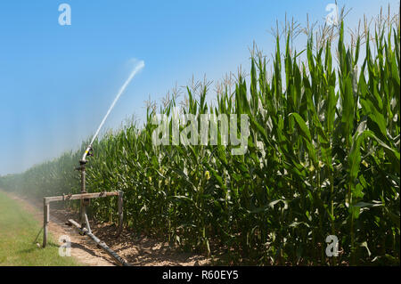 Wasser die Installation von Sprinklern in einem Feld von Mais. Stockfoto