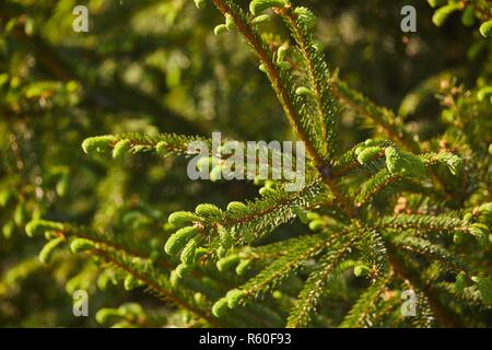 Pine Tree Closeup Stockfoto