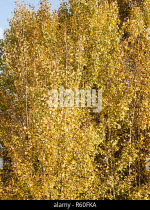 Hintergrund Textur muster der Goldene Herbst Blätter am Baum Stockfoto