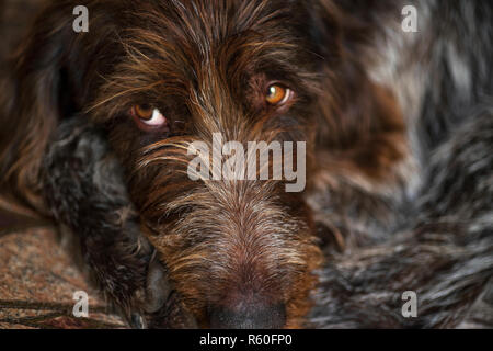 Jagdhund. Drathaar. Braun erwachsenen Hund mit traurigen Augen. Ein brauner Hund, ein Jagdhund ist ein drathaar. Stockfoto