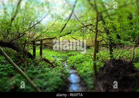 Biotop Wald fluss bäume blur Hintergrund grün Stockfoto