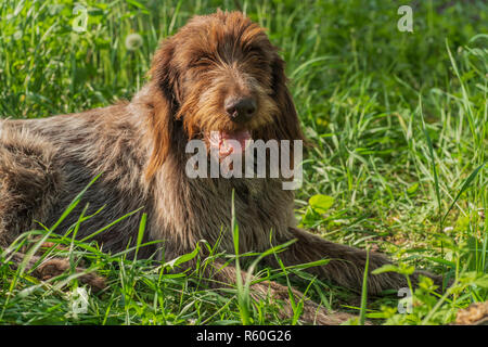 Jagdhund. Drathaar. Braun erwachsenen Hund mit traurigen Augen. Ein brauner Hund, ein Jagdhund ist ein drathaar. Stockfoto