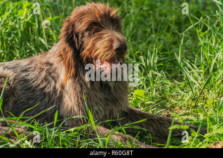 Jagdhund. Drathaar. Braun erwachsenen Hund mit traurigen Augen. Ein brauner Hund, ein Jagdhund ist ein drathaar. Stockfoto