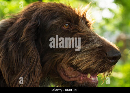 Jagdhund. Drathaar. Braun erwachsenen Hund mit traurigen Augen. Ein brauner Hund, ein Jagdhund ist ein drathaar. Stockfoto