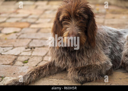 Jagdhund. Drathaar. Braun erwachsenen Hund mit traurigen Augen. Ein brauner Hund, ein Jagdhund ist ein drathaar. Stockfoto