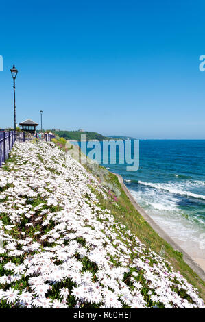 Kapkörbchen, osteospurmum Ecklonis, in der Blume an der Küste bei gyllyngvase, Falmouth, Cornwall, England, Großbritannien, Großbritannien. Stockfoto