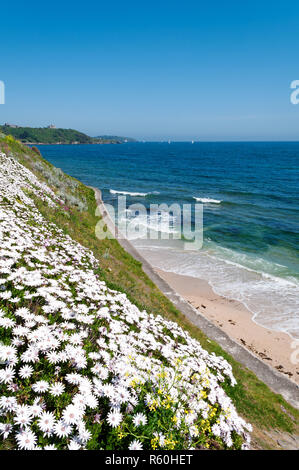 Kapkörbchen, osteospurmum Ecklonis, in der Blume an der Küste bei gyllyngvase, Falmouth, Cornwall, England, Großbritannien, Großbritannien. Stockfoto