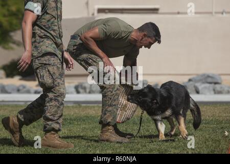 Us Marine Corps Sgt. Michael Hicks, Propst martials Office, beteiligt sich als Lockvogel für Cpl. Nero für die K-9 unit Demonstration während der 'J' Wayne Tag auf der Marine Corps Air Station in Camp Pendleton, Kalifornien, 28. April 2017. . "J" Wayne Day ist eine Veranstaltung der Ehegatten oder die Angehörigen haben die Möglichkeit, in mehreren Aktivitäten wie das Marine Corps Martial Arts, Pistolestrecke und das Feuer Crash und Rettung durch verschiedene Demonstrationen und zeigt an, gefolgt zu beteiligen. Stockfoto