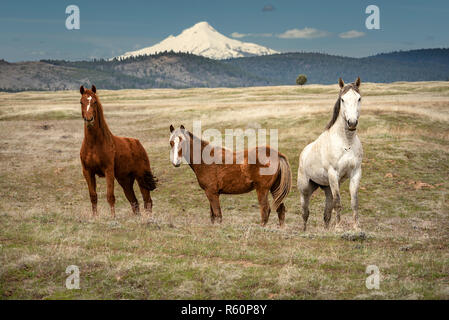 Drei Pferde auf der Warm Springs Indian Reservation, Oregon in einem offenen Weide mit Mt. Haube im Hintergrund, Wintermäntel Stockfoto