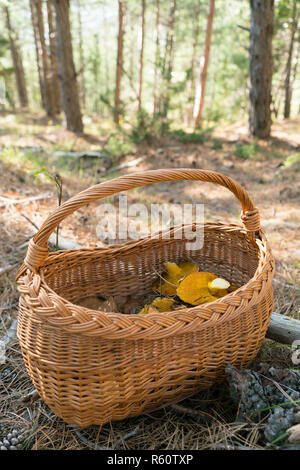 Weidenkorb voll von Waldpilzen auf Natur Hintergrund Stockfoto