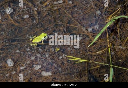 Ein frisch Metamorphisierten pacific Chorus froglet entsteht aus einem Vernal pool, April 20, 2017, Travis Air Force Base, Calif. Dies ist die gefährlichste Phase ihres Lebenszyklus, da sie nicht schwimmen kann sowie eine Kaulquappe oder springen so gut wie ein erwachsener Frosch, sie anfällig zu verlassen. Stockfoto